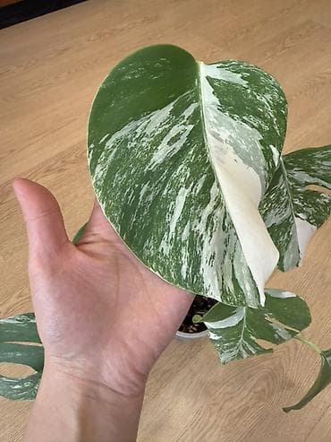 манстера альба: Монстера вариегатная (Monstera deliciosa variegata, «альбо») - — 2