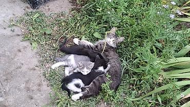 scottish fold: Кошка даром: Беспородная, 2 месяца, Девочка, Приучена к лотку — 7