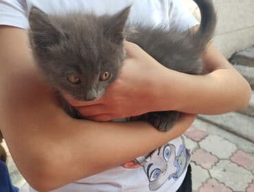 объявления о найденных животных: Котята, с доставкой - Окрас: серые (2 шт.), белый, рыжий. - Порода — 2