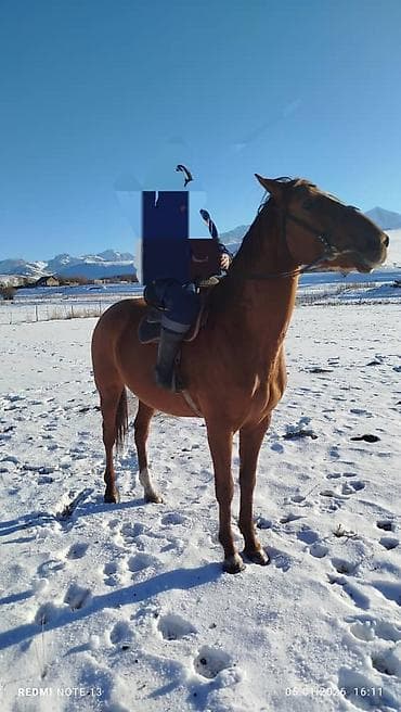 конь рабочий: Продаю | Жеребец | Полукровка | Рабочий | Осеменитель — 9