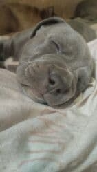 отдам даром щенка ротвейлера: Продаются щенки кубинского питбуль терьера, две девочки 05.09.25г.р. — 4