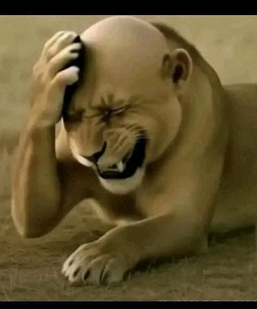 Постер/принт с юмористическим арт-изображением: львица с