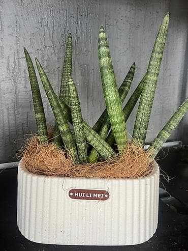 сансевиерия зеленая: Акция Акция Акция Сансевиерия цилиндрическая (Sansevieria cylindrica) — 1