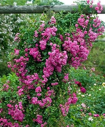 декаративные камни: Продаю саженцы РоЗ!!! Более 70 видов — 7