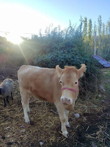 продажа щенков немецкой овчарки с документами в бишкеке: Продаю | Тёлка | Для разведения | Племенные — 3