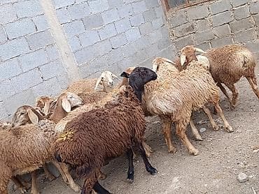 куры простые: Продаю | Овца (самка) | Арашан | На забой — 4