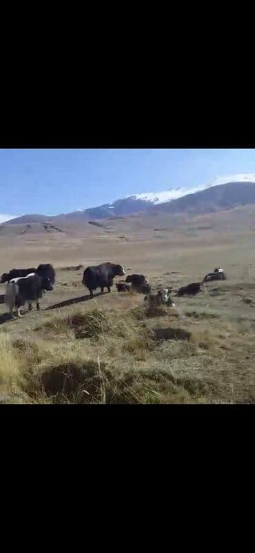 Грызуны: Продаю | Корова (самка) — 7