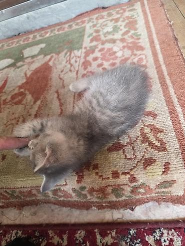 котята сфинкс: Отдам в хорошие руки Котята, помёт домашний. Несколько малышей разной — 7