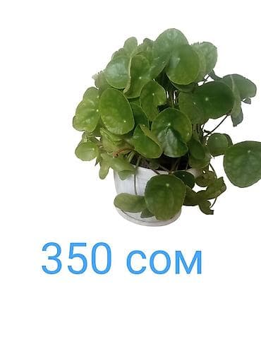 леди баг и супер кот: Комнатные растения в горшках. - Сансевиерия (щучий хвост) — — 3