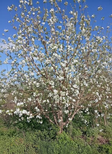 бир: 6000 соток, Айыл чарба үчүн — 1