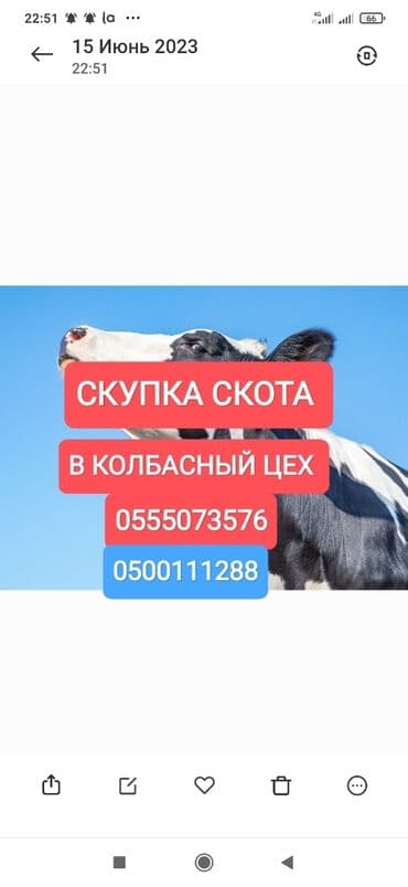 продажа щенков немецкой овчарки с документами в бишкеке: Куплю | Коровы, быки, Лошади, кони | Любое состояние, Забитый, Круглосуточно — 1