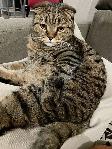 Шотландский вислоухий кот (Scottish Fold) 8 месячный - Окрас — 4