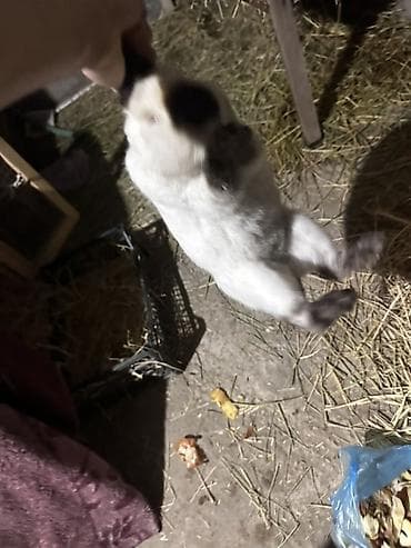 тропические декоративные растения: Пуховые декоративные кролики, окрас — чёрный/темно‑серый. - — 7