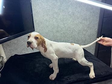 шинки афчарки: Чистокровные Щенки Английского пойнтера !возраст 3 Месяца, Привитые — 1