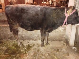 купить рабочую охотничью собаку: Продаю | Музоо, торпок | На откорм — 5