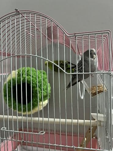 Животные: Клетка для волнистых попугаев с аксессуарами - Просторная — 1
