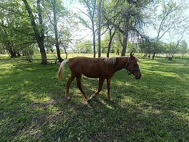 сибу ину: Продаю | Жеребенок | Дончак | Для разведения — 5