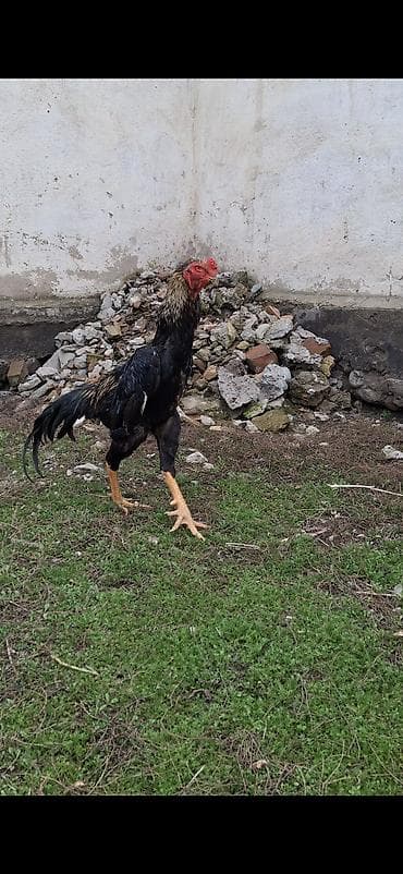 Животные: Продаю | Петух | Кохинхин | Для разведения — 3