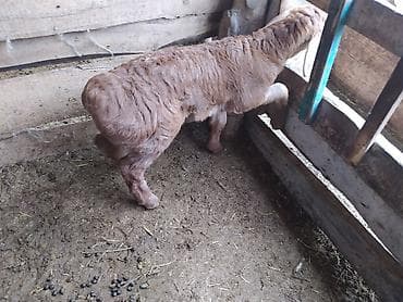 Кочкорлор, койлор: Сатам | Козу | Арашан | Союуга | Асыл тукумдуу — 4