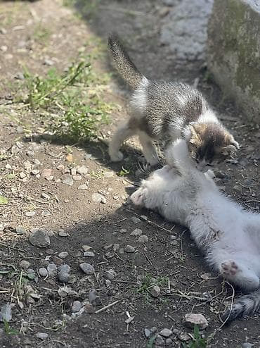 каракол кролик: Отдам в хорошие руки — 7