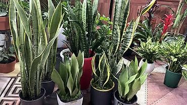 искуственное растение: Сансевиерия (Sansevieria, «тёщин язык», «щучий хвост») в декоративных — 1