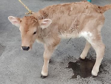 сколько стоит корова: Продаю | Тёлка | Для разведения | Привязанные — 1