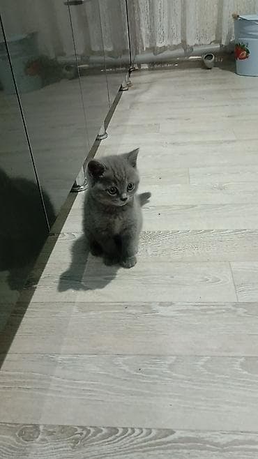 кошки на обувь: Шотландские котята скоттиш серого окраса, осталось 1 катенок - — 2