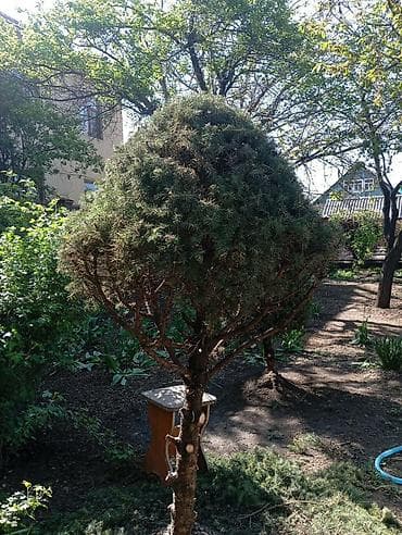 сеянцы голубой ели: Ёлка 2 шт 3500с высота 180см — 1