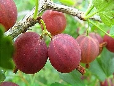 Крыжовник розовый. нарвем с кустов свежий на заказ. цена 200 сом за 1