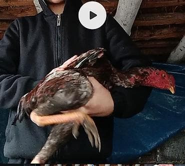 сова живая: Продаю | Петух | Бойцовая | Для разведения — 2