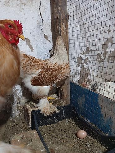 попугаи оптом: Продаю | Куры | Брама | Для разведения — 4