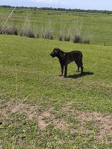 кане корсо собака цена: Бульдог, 3 месяца, Самка, С прививкой — 3