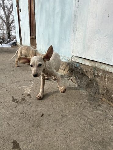амстаф щенки: Щенки кускара! светло-палевого окраса с короткой гладкой шерстью и — 2