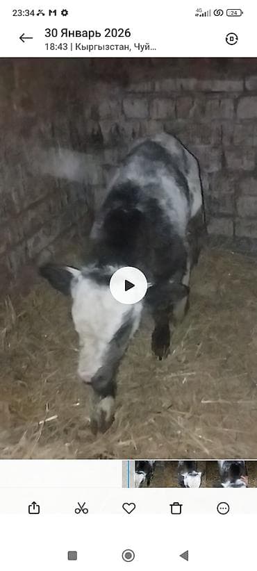 пародистый: Продаю | Музоо, торпок | Полукровка | На откорм — 3