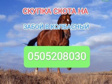 объявления о найденных животных: А/ч жаныбарларын сатып алам — 1