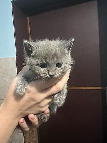 Котята, помёт из пяти малышей: - Рыже-белый: короткошёрстный, белая — 7