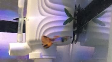 балык рыба: Рыбки гуппи подростки — 4