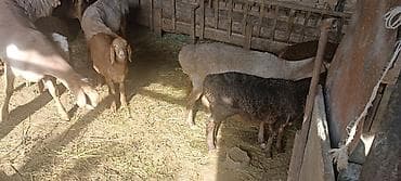 голуби киргизии: Продаю | Овца (самка), Ягненок | Гиссарская, Полукровка | На забой, Для разведения | Матка, Ярка, Ягнившаяся — 6