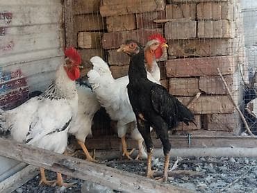 бролерные куры: Продаю | Петух | Бойцовая | Для разведения — 2