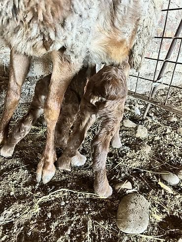 Ветеринар кызматы: Сатам | Козу | Көбөйтүү үчүн | Асыл тукумдуу — 2