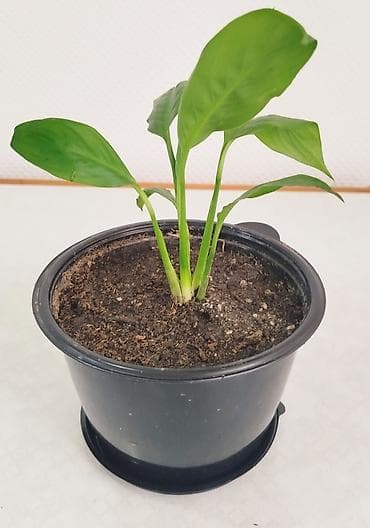 тигровое: Сансевиерия -тещин язык, высота 65-70 см -250 сом. Тигровый алоэ,7 см — 10