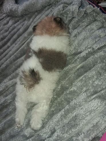 Үй жаныбарлары: Помиранский шпиц •Девочка •Родилась 14 .03.2026 •Окрас : пати-колор — 5