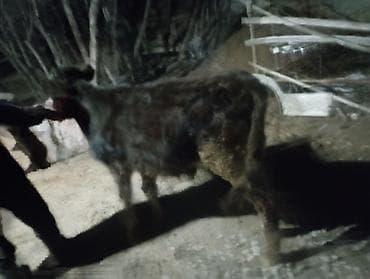 маман салома: Продаю | Музоо, торпок | Полукровка | На откорм — 1