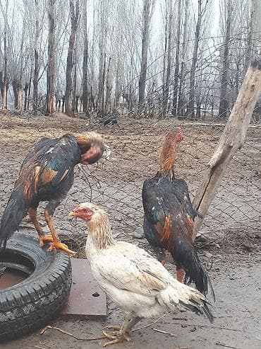 куры карлик: Продаю | Петух | Бойцовая | Для боев — 5