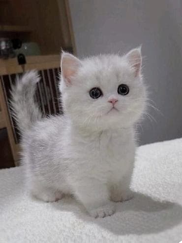 стрижка котов: Шотландский котёнок (вислоухость не выражена), окрас серебристый с — 1