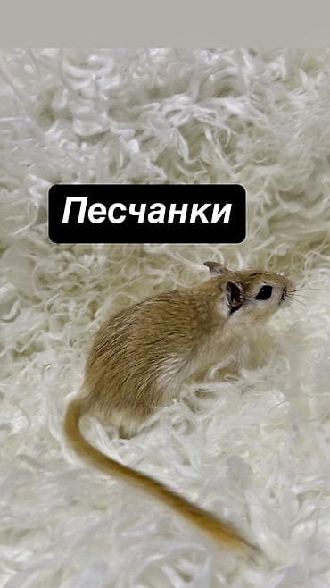 Ручные песчанки монгольские. Красивые окрасы, есть девочки и мальчики — 5