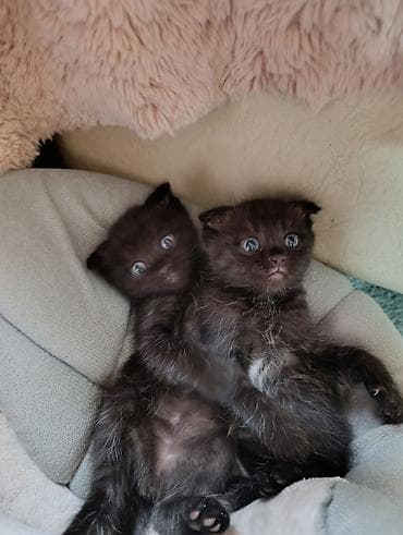 Кошки: Скотиш Фолд (Шотландская вислоухая), 2 месяца, Девочка — 2
