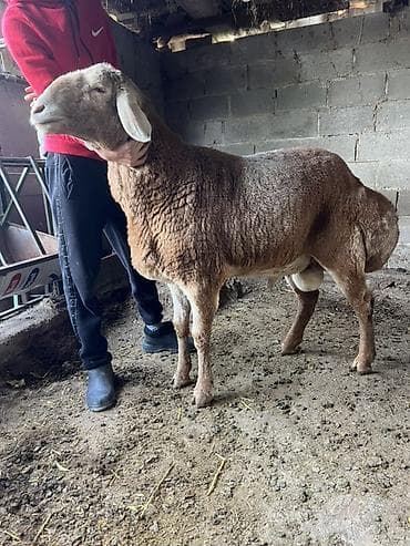 порода комару: Продаю | Баран (самец) | Для разведения | Племенные — 1