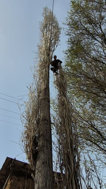 мебель бу для кафе: Качественно оперативно спилю ненужные и не удобные деревья! в любых — 3