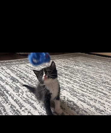 продать кошку: Беспородная, 2 месяца, Девочка, Биколор — 2